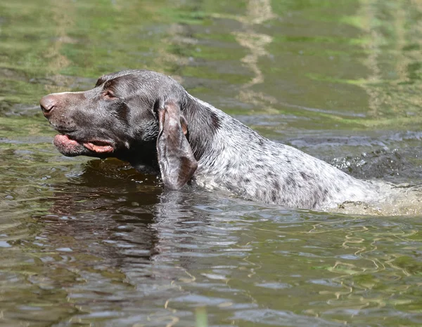 Yüzme köpek — Stok fotoğraf