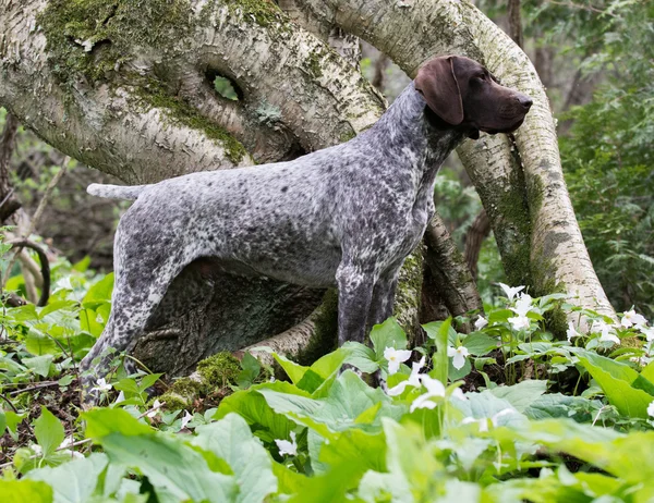 Tysk korthåret pointer - Stock-foto