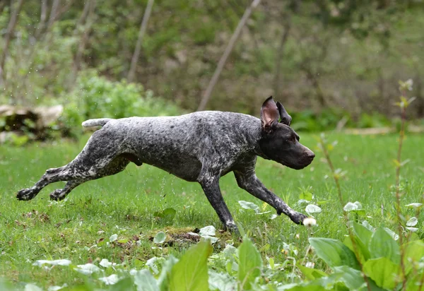 Cão molhado correndo — Fotografia de Stock