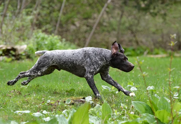 Våt hund kör — Stockfoto