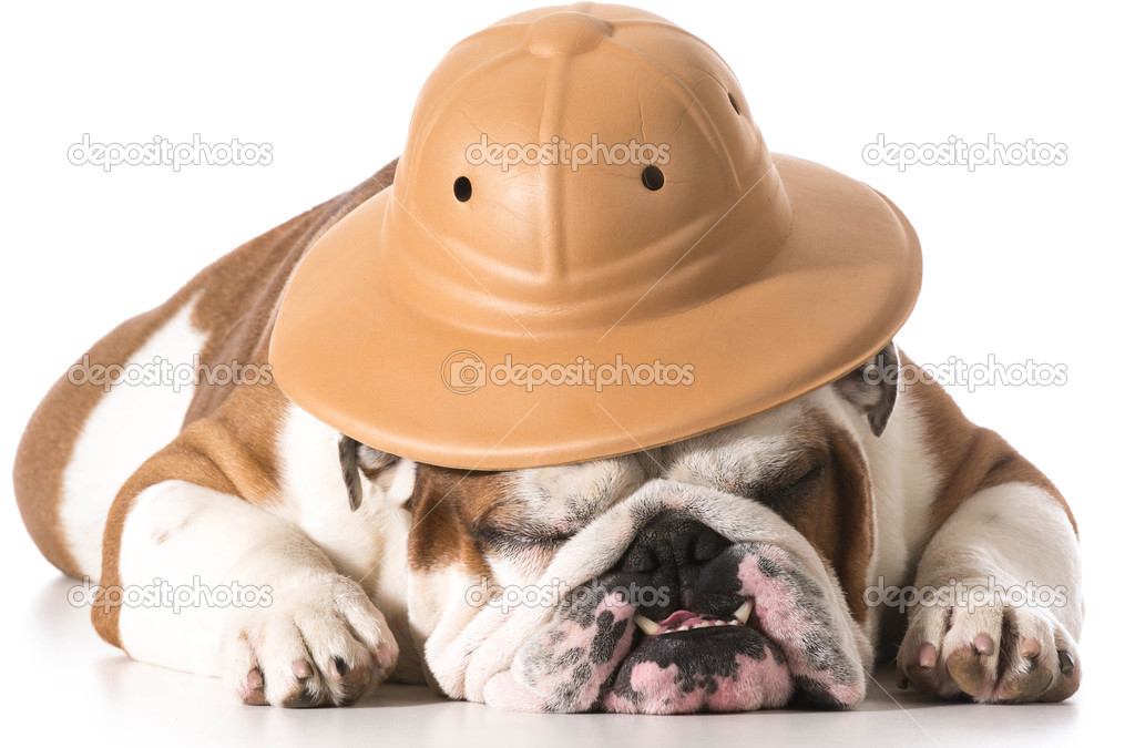 dog wearing safari hat