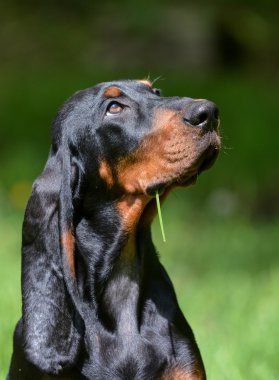 Coonhound portre