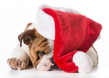 Noel köpek