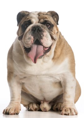 İngilizce bulldog oturma