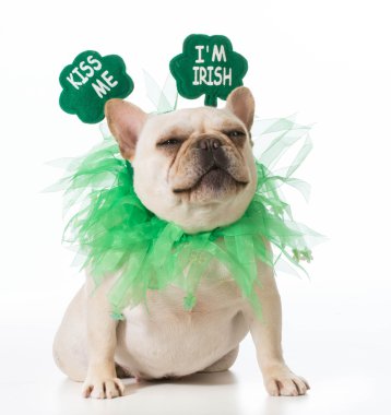 St patricks günü köpek