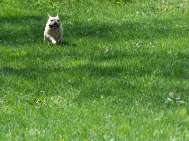 Fransız buldozer çalıştıran