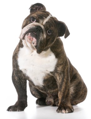 İngilizce Bulldog