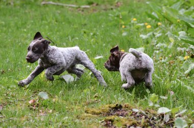 köpek kovalamaca