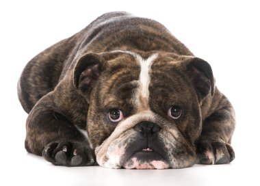 endişeli görünüyor köpek
