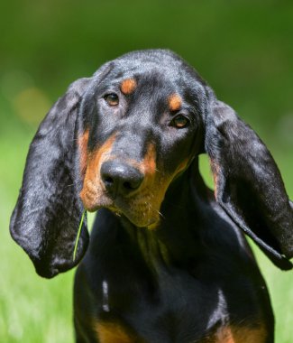 Coonhound portre