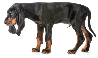 siyah ve tabaklamak coonhound