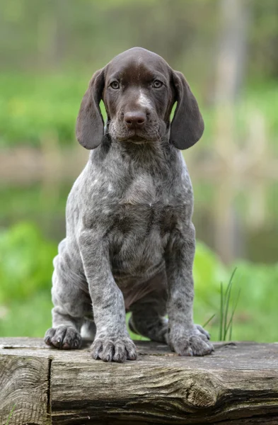 Alman shorthaired ibre — Stok fotoğraf