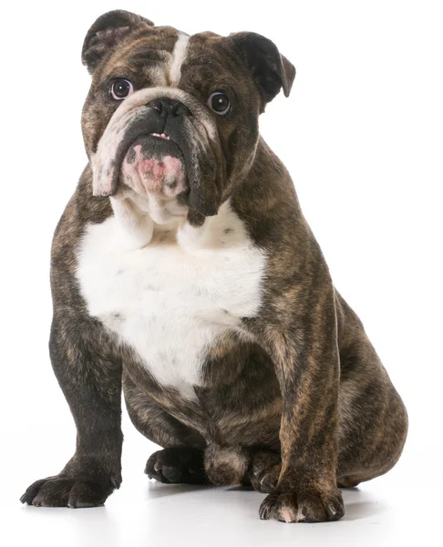 Englische Bulldogge — Stockfoto