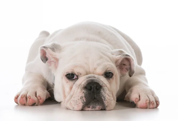Уставший щенок — стоковое фото