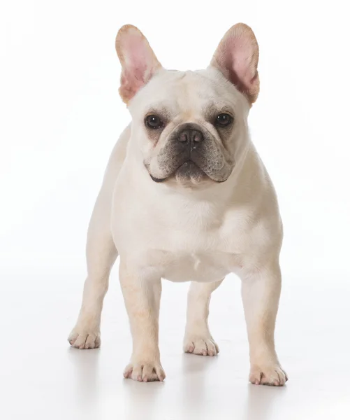 Französische Bulldogge — Stockfoto