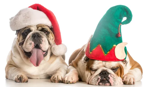 Cães de Natal — Fotografia de Stock