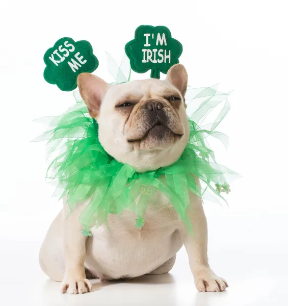 St patricks Tag Hund — Stockfoto