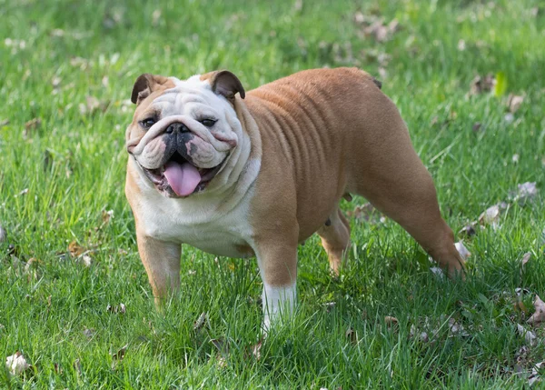 Engelse Bulldog — Stockfoto