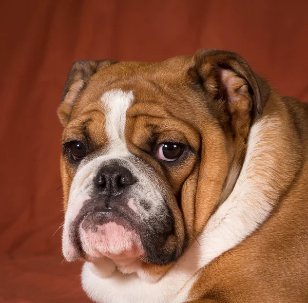 Engels bulldog pup — Stockfoto