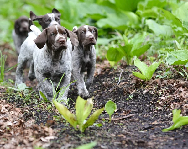 Ninhada de cachorros — Fotografia de Stock