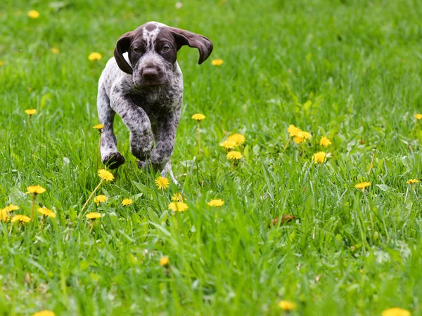 Puppy playing outside — Stock Photo, Image