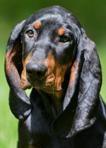 Coonhound portret — Stockfoto