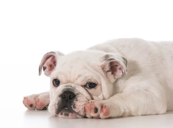 Unavené štěně — Stock fotografie