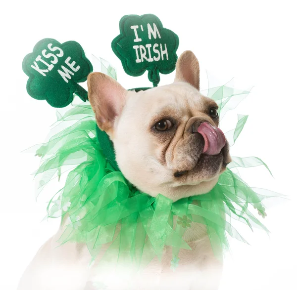 St patricks day hund — Stockfoto