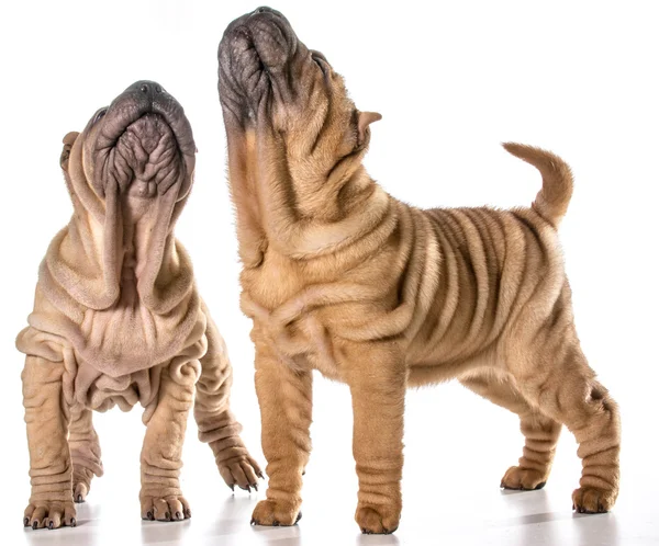 Chino shar pei cachorros —  Fotos de Stock