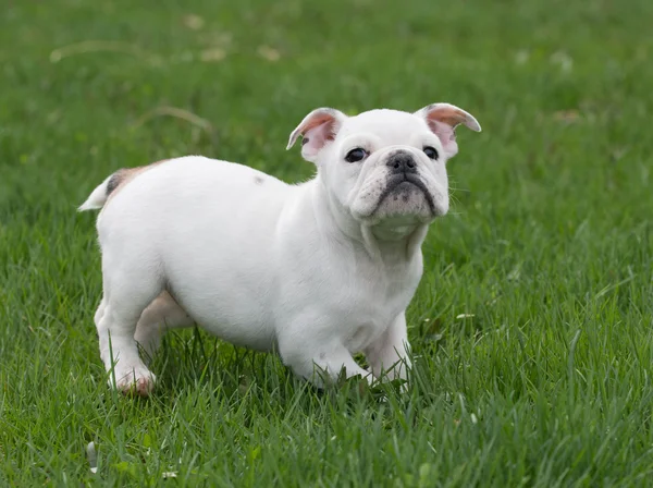 Schattig puppy — Stockfoto