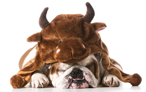 Bull dog — Stock Photo, Image
