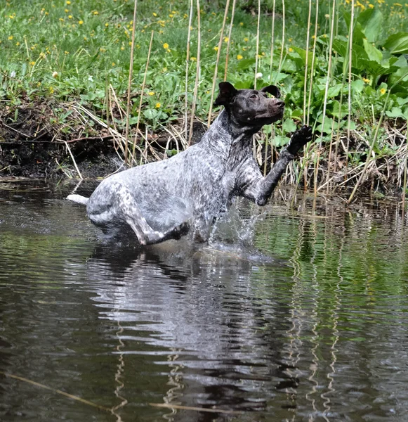 Hond springen in de rivier — Stockfoto