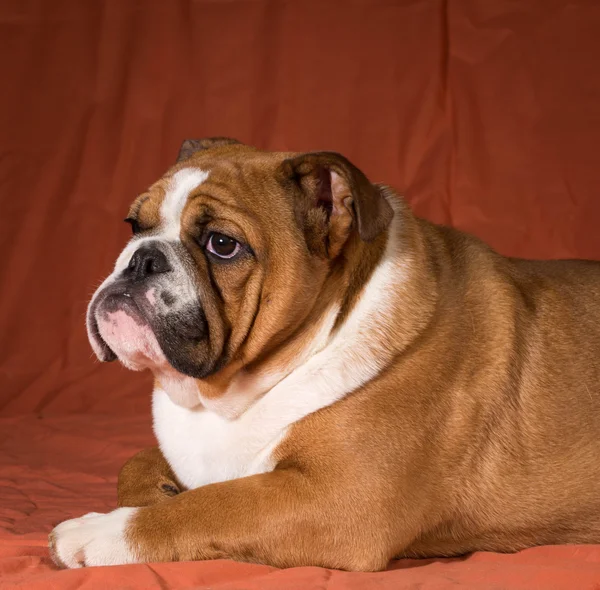 Engels bulldog pup — Stockfoto