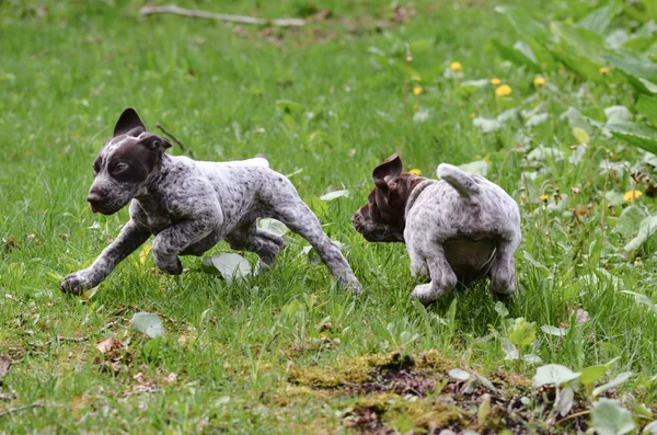 Dog chase — Stock Photo, Image