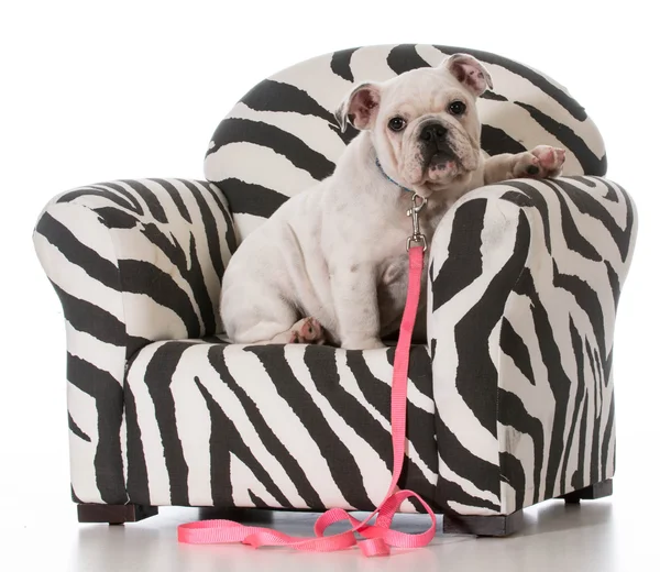 Puppy sitting in chair — Stock Photo, Image