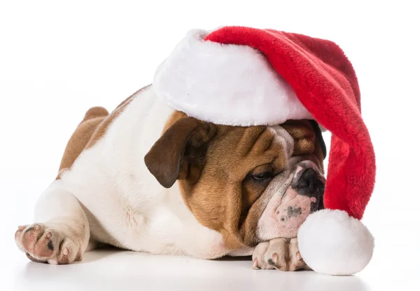 Santa perro — Foto de Stock