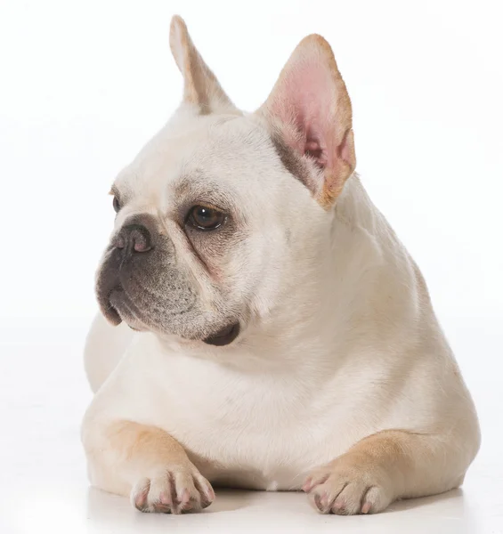 French bulldog — Stock Photo, Image