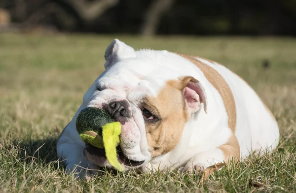 Hond spelen met de bal — Stockfoto