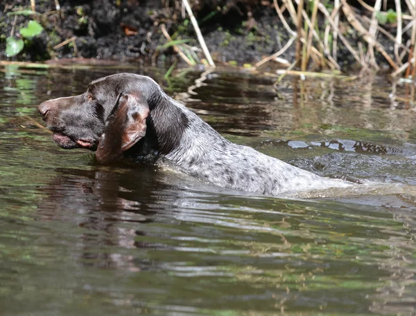 Perro nadando — Foto de Stock