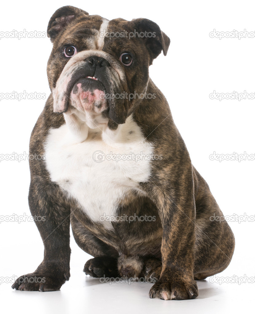 English bulldog Stock Photo by ©willeecole 49006719