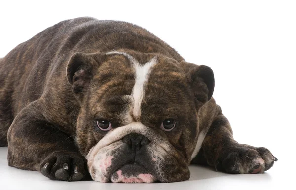 Bulldog inglese — Foto Stock