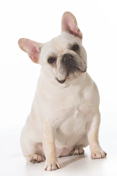 French bulldog — Stock Photo, Image