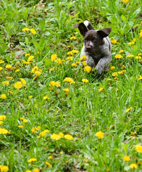 Dışarıda oynayan köpek — Stok fotoğraf