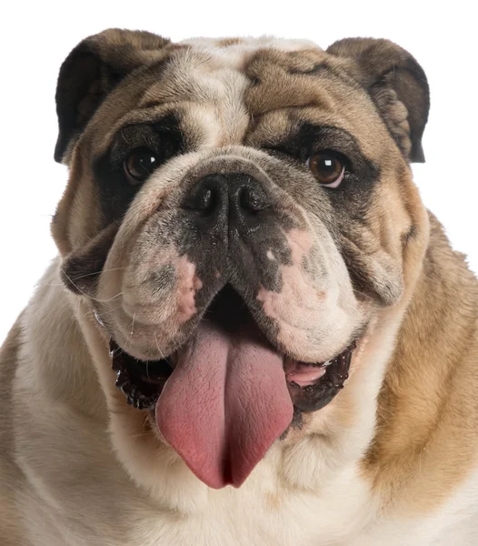 Englische Bulldogge — Stockfoto