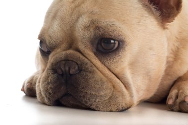 Bulldog yavrusu