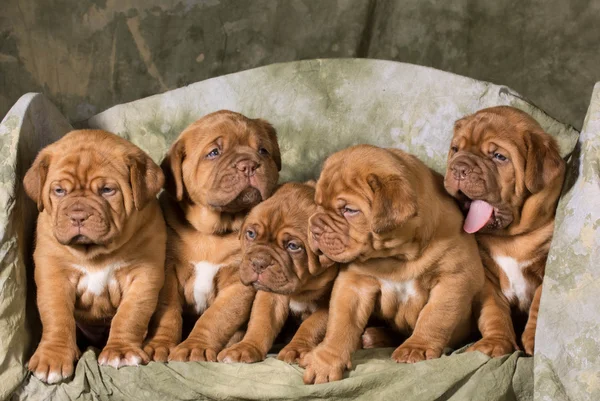 Camada de cachorros — Foto de Stock