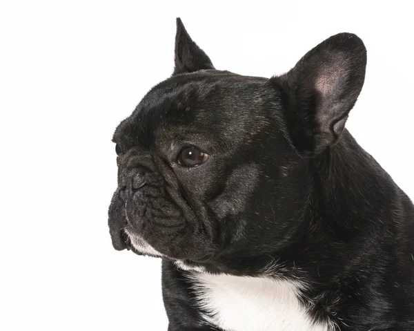 Fransk bulldog — Stockfoto