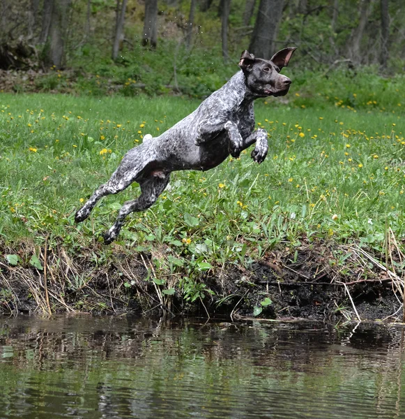 Cão pulando no rio — Fotografia de Stock