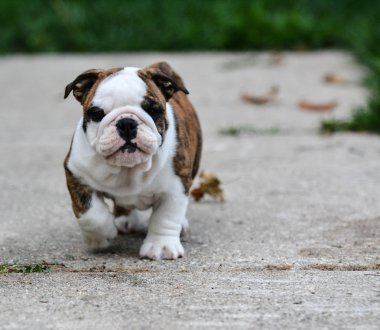 İngilizce bulldog yavrusu
