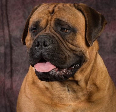 bullmastiff portre